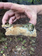 Radulomyces copelandii