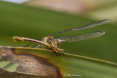 Aphylla angustifolia