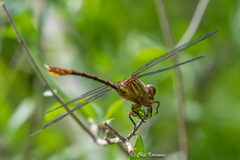 Aphylla angustifolia