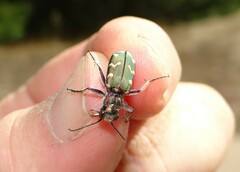 Cicindela soluta