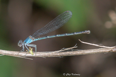 Argia apicalis