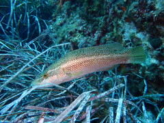 Labrus viridis