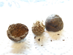 Amphibolips melanocera