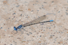 Argia
