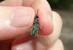 Cicindela soluta