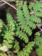 Myriopteris wootonii