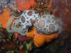 Peltodoris atromaculata