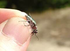 Cicindela soluta