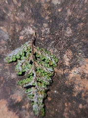 Myriopteris wootonii