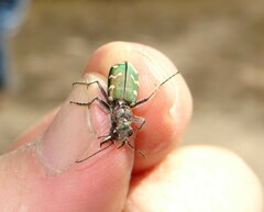 Cicindela soluta