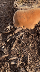 Ganoderma polychromum