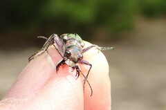 Cicindela soluta
