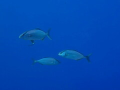 Seriola dumerili