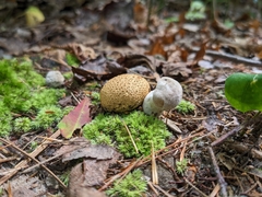 Pseudoboletus parasiticus