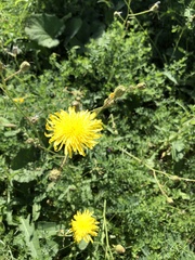Sonchus arvensis arvensis