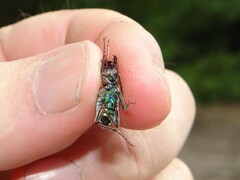 Cicindela soluta