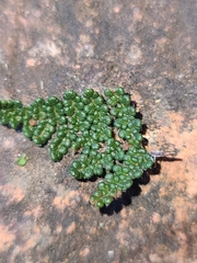 Myriopteris wootonii