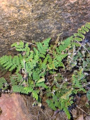 Myriopteris wootonii