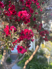 Leptospermum scoparium