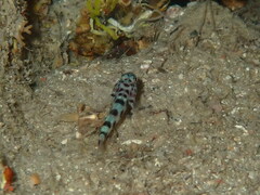 Thorogobius ephippiatus