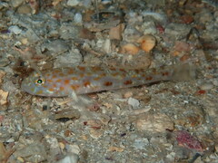 Thorogobius macrolepis