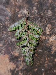 Myriopteris wootonii