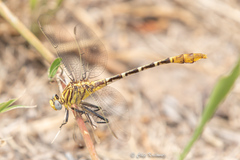 Dromogomphus spoliatus