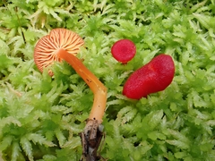 Hygrocybe cantharellus