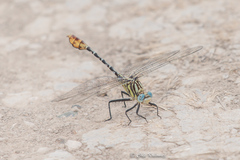 Dromogomphus spoliatus