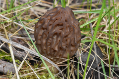 Morchella