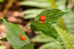 Prosartes hookeri