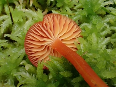 Hygrocybe cantharellus