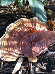 Ganoderma