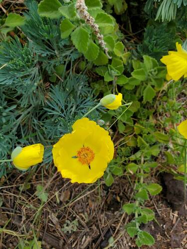 Hunnemannia fumariifolia observed 2022-05-23