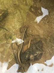 Eurycea guttolineata