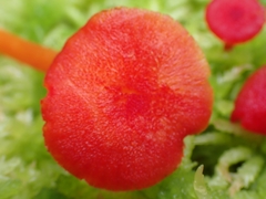 Hygrocybe cantharellus