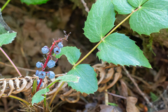 Berberis nervosa