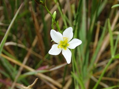 Sabatia stellaris