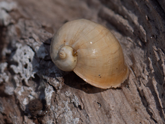 Radix auricularia