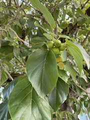 Cordia subcordata