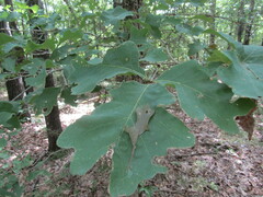 Quercus