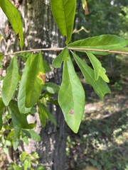 Quercus laurifolia