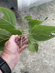 Cordia subcordata