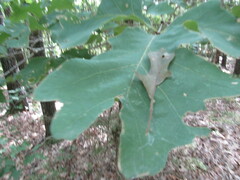 Quercus