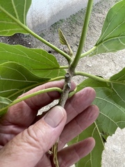 Cordia subcordata