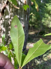 Quercus laurifolia