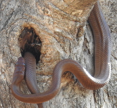 Sunda Rat Snake photo 3