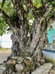 Cordia subcordata
