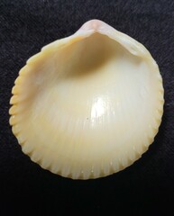 Dallocardia muricata