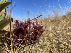 Aphyllon californicum californicum